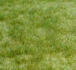 Realistic Wildgras Frühling