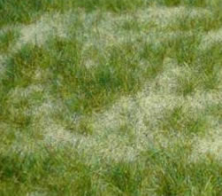 Realistic Wildgras Sommer