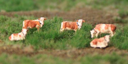 Simmentaler Fleckvieh